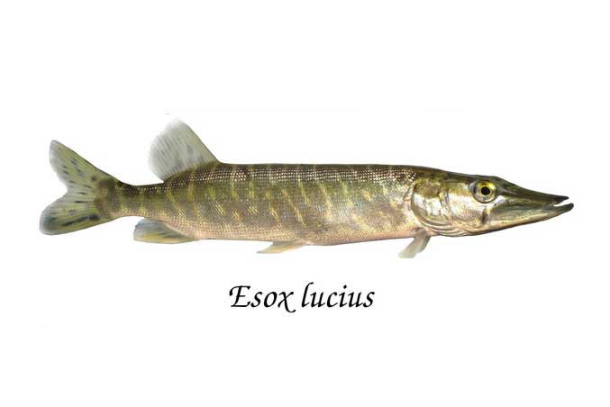 szczupak pospolity (Esox lucius)