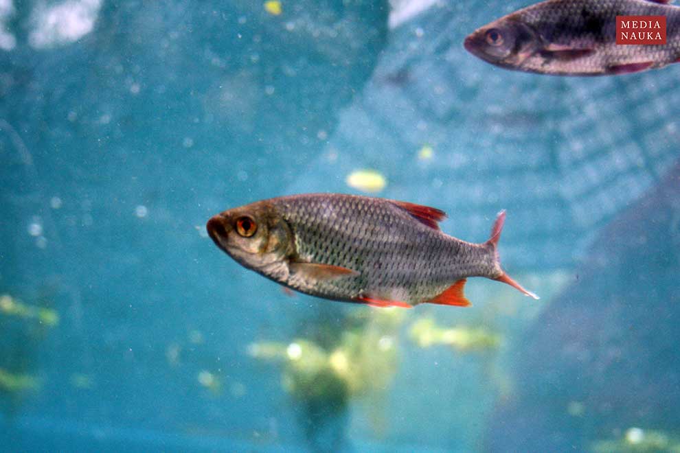 wzdręga (Scardinius erythrophthalmus)