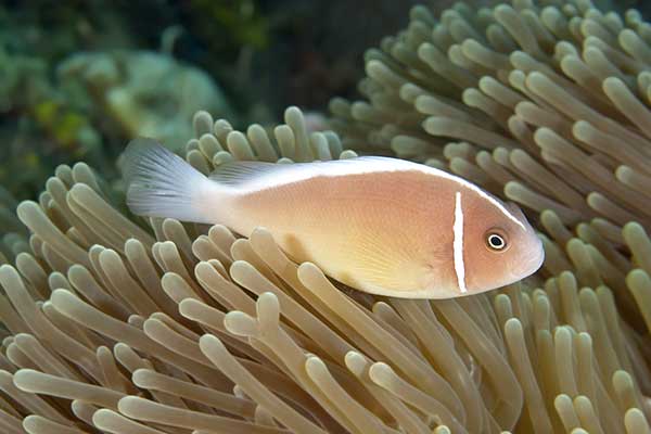 Błazenek różowy (Amphiprion perideraion)