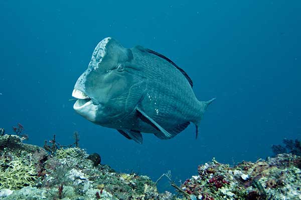 (Bolbometopon muricatum)
