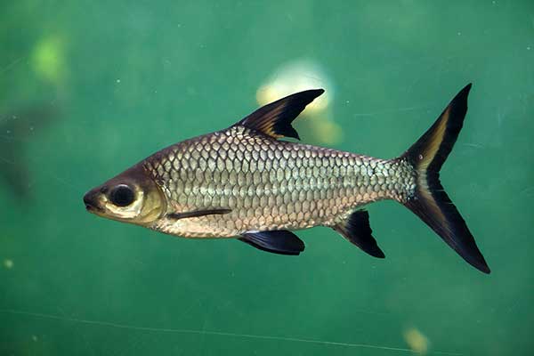 Brzanka rekinia (Balantiocheilos melanopterus)