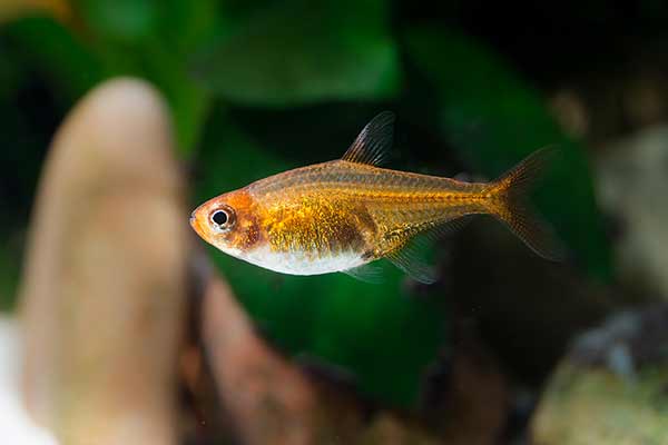 Bystrzyk karlik (Hyphessobrycon amandae)