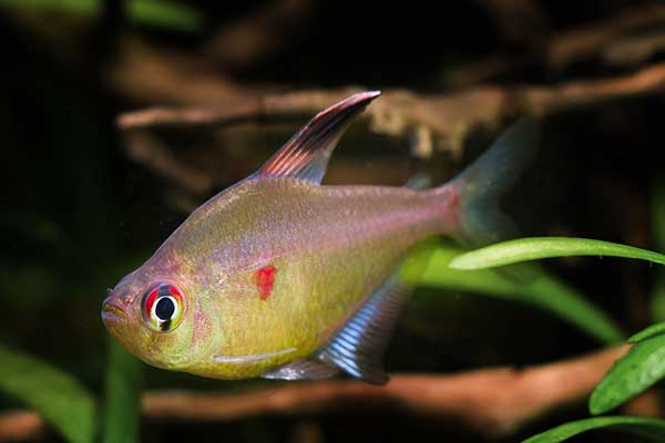 Bystrzyk Socolofa (Hyphessobrycon socolofi)