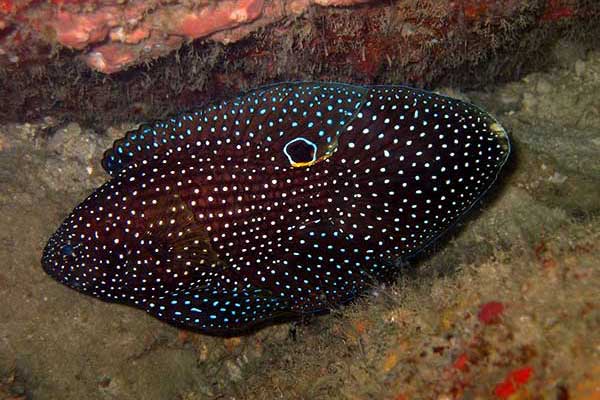 (Calloplesiops altivelis)