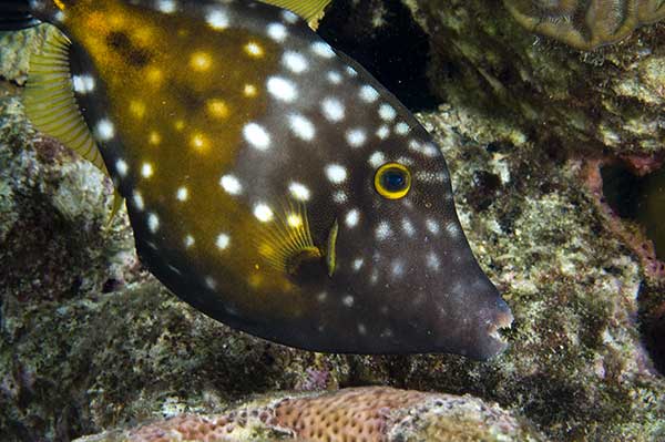 (Cantherhines macrocerus)