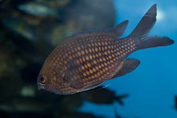 Chromis kasztanowy (Chromis chromis)