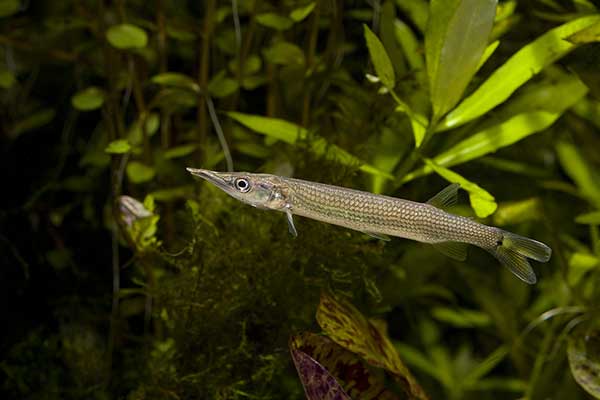 (Ctenolucius hujeta)