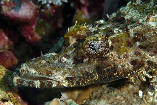 (Cymbacephalus beauforti)