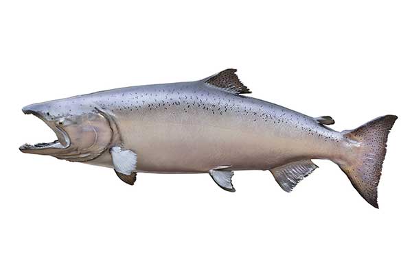 Czawycza (Oncorhynchus tshawytscha)