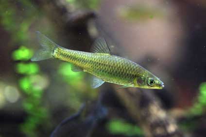 Czebaczek amurski (Pseudorasbora parva)