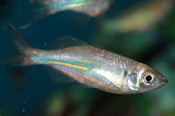 Danio malabarski (Danio aequipinnatus)