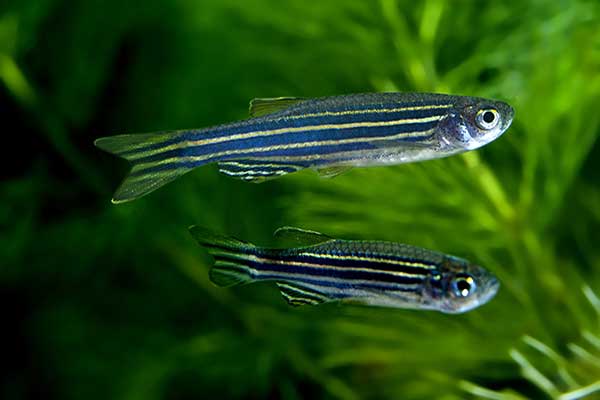 Danio pręgowany (Danio rerio)