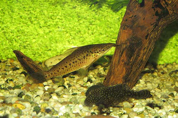 Dianema długowąsa (Dianema longibarbis)