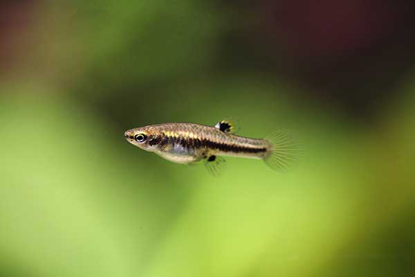 Drobniczka jednodniówka (Heterandria formosa)