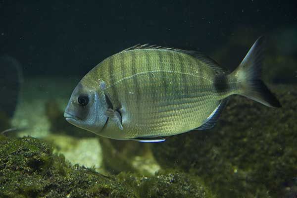 Dubiel (Diplodus puntazzo)