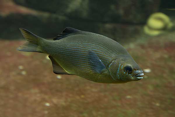 (Embiotoca lateralis)
