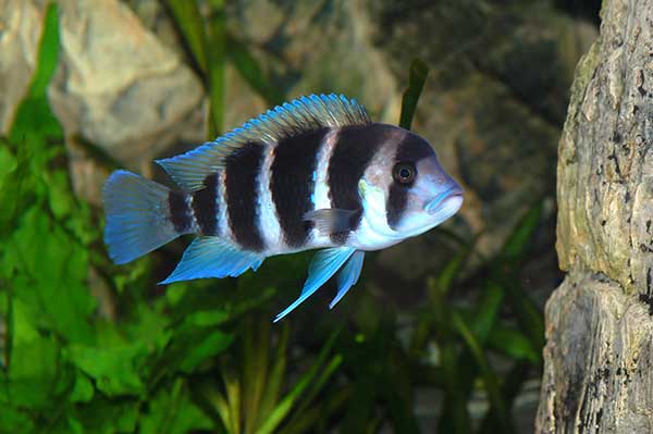 Pyszczak hełmiasty (Cyphotilapia frontosa)