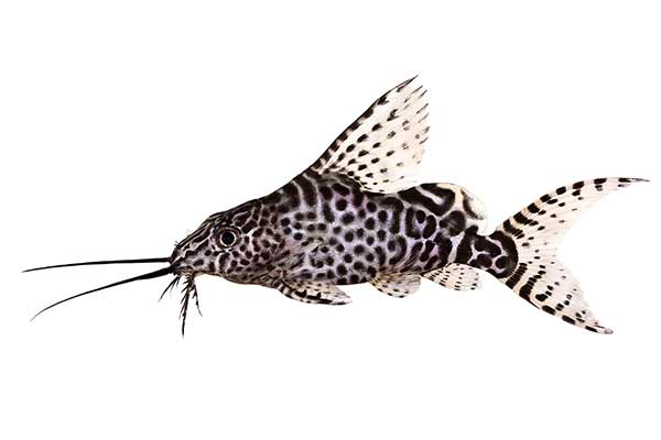 Giętkoząb wielkopłetwy (Synodontis eupterus)