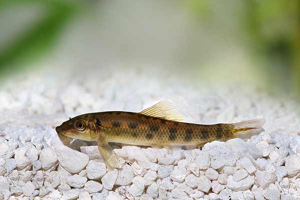 Glonojad syjamski (Gyrinocheilus aymonieri)