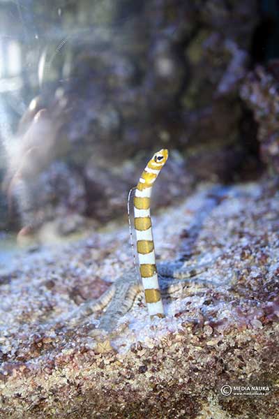 (Gorgasia preclara)