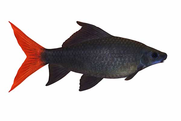 Grubowarg dwubarwny (Epalzeorhynchos bicolor)