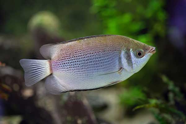 Gurami całujący, całusek Temmincka (Helostoma temminckii)