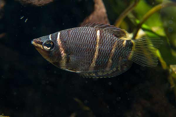 Gurami czekoladowy (Sphaerichthys osphromenoides)