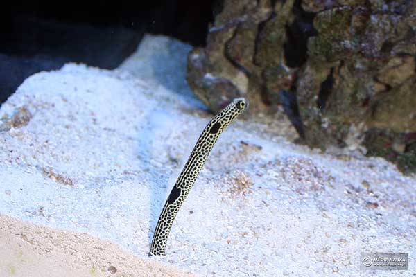 (Heteroconger hassi)