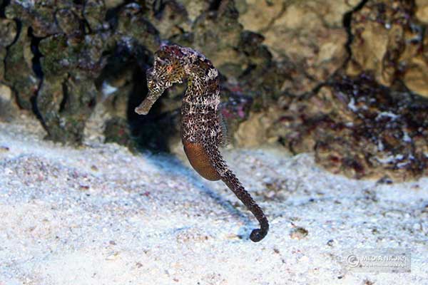 (Hippocampus fuscus)