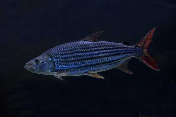 (Hydrocynus vittatus)