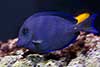 Acanthurus coeruleus