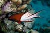 Bodianus anthiodes