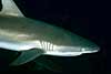 Carcharhinus amblyrhynchos