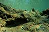 Cociella crocodila