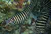 Murena zebra