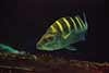 Haemulon sexfasciatum