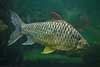 Hypsibarbus pierrei