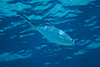 Trachinotus baillonii