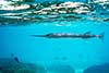 Tylosurus crocodilus
