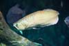 Arowana srebrna