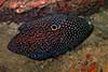 Calloplesiops altivelis