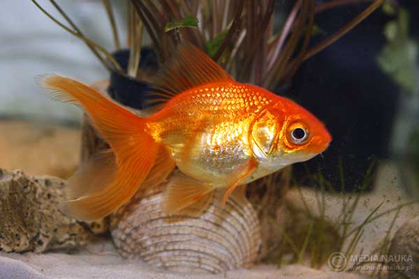 Złota rybka (Carassius auratus)