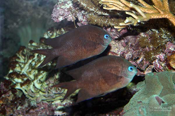 Kastaniet kolcopłetwy (Acanthochromis polyacanthus)