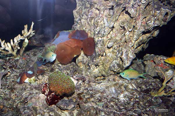 Kastaniet zielony (Chromis viridis)