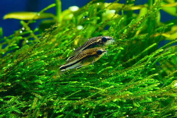 Kirysek karłowaty (Corydoras pygmaeus)