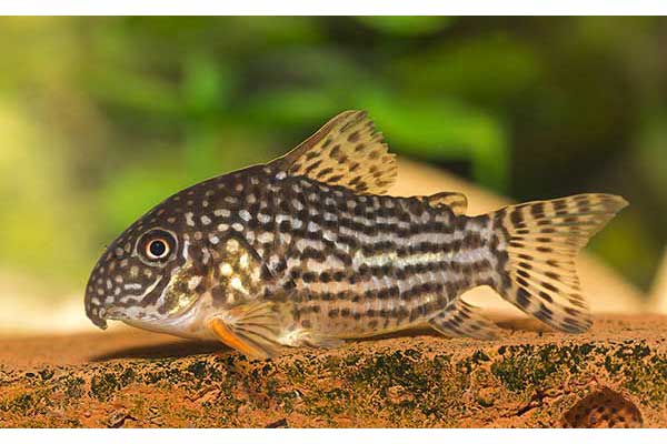 Kirysek pomarańczowokolcowy (Corydoras sterbai)