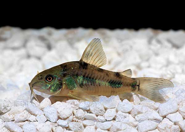 Kirysek pstry (Corydoras paleatus)