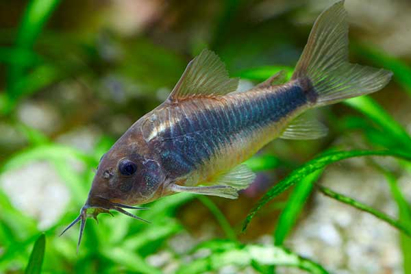 Kirysek spiżowy (Corydoras aeneus)