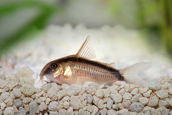 Kirysek strumieniowy, kirysek pasiasty (Corydoras arcuatus)