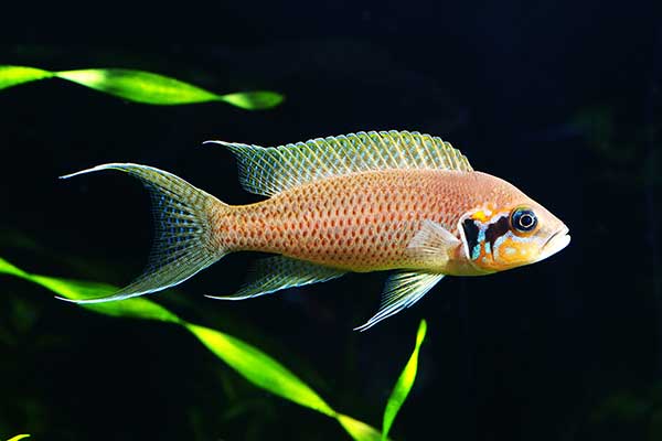 Księżniczka z Burundi, lirniczka (Neolamprologus brichardi)